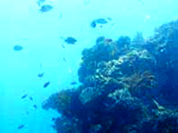 Gili Gili