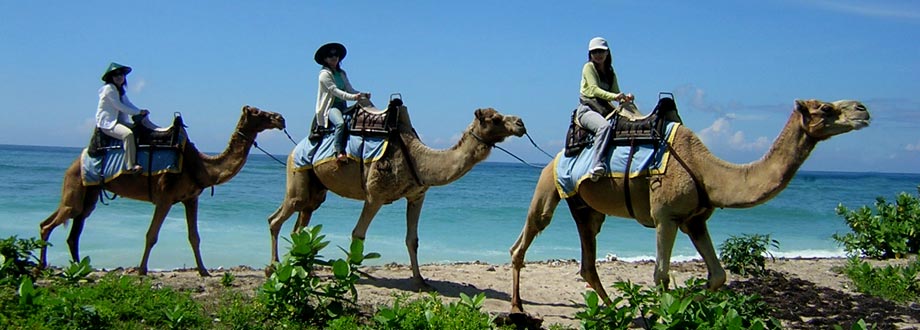 Bali Camel Safari 4