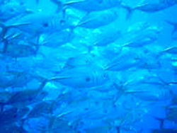 Tulamben Tulamben