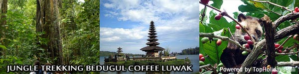 Jungle-Trekking-Bedugul-Coffee-Luwak